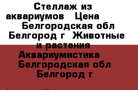 Стеллаж из 8 аквариумов › Цена ­ 38 000 - Белгородская обл., Белгород г. Животные и растения » Аквариумистика   . Белгородская обл.,Белгород г.